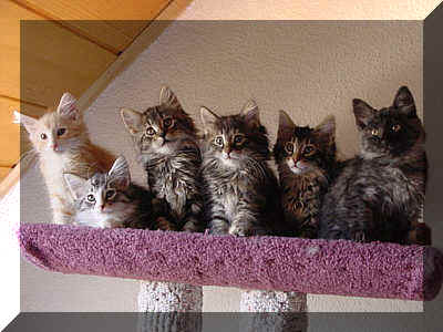 6erBande_08-07-02-1.jpg (17226 Byte)