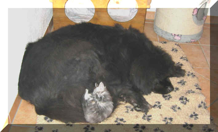 Baccara02-03-03-1.jpg (26484 Byte)