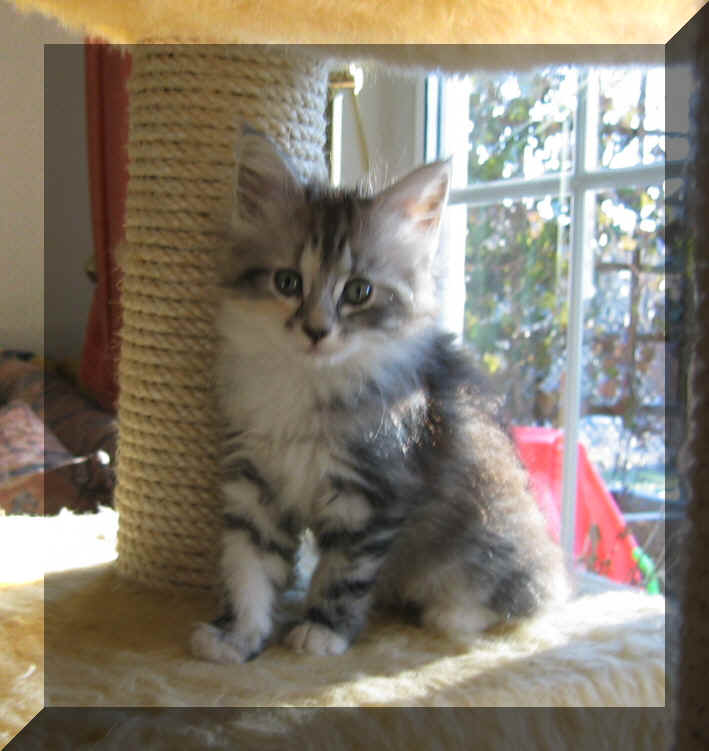 Baccara13-02-03-5.jpg (45269 Byte)