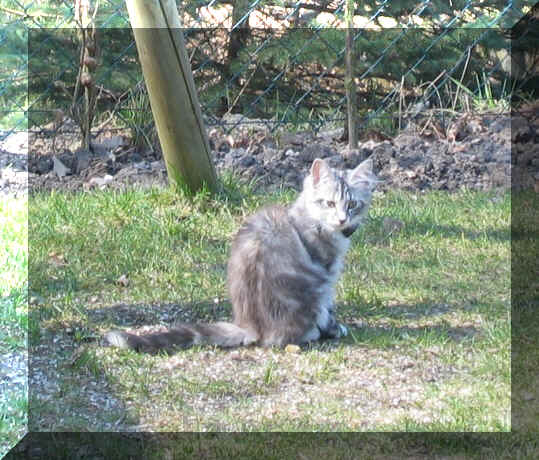 Baccara14-04-03-1.jpg (198293 Byte)