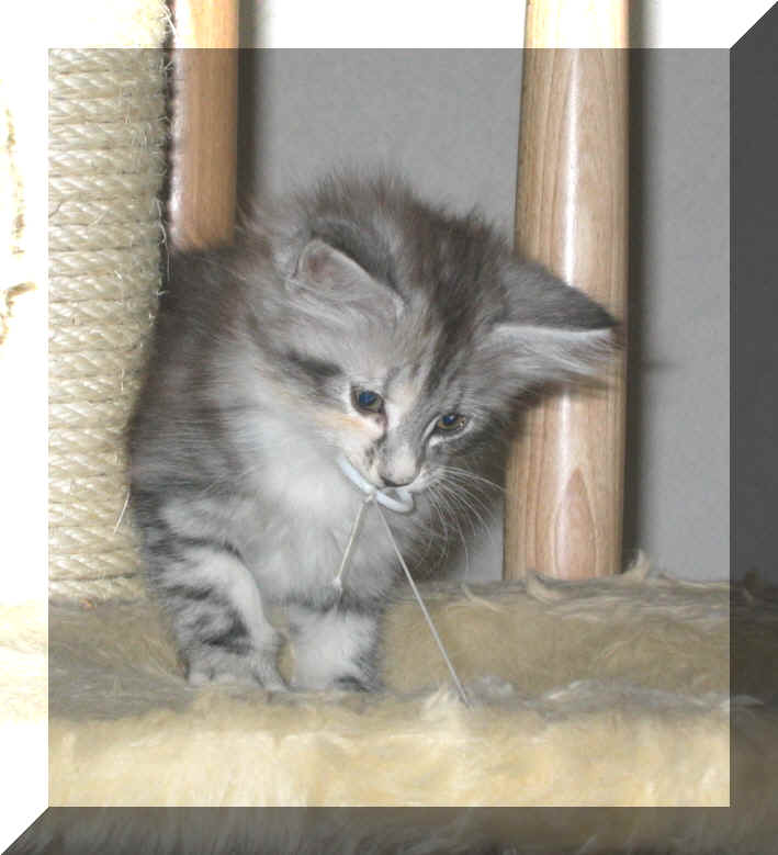 Baccara21-02-03-4.jpg (41644 Byte)