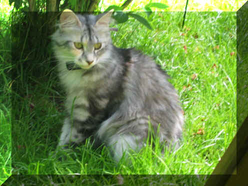 Bacci18-06-04-2.jpg (126437 Byte)