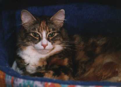 Darleen_vom_Nordwind.jpg (9244 Byte)