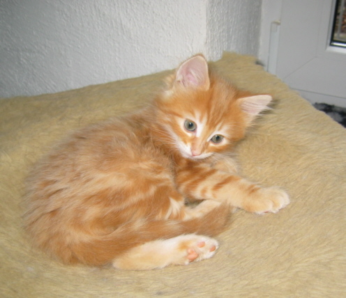 Destiny8W.jpg (80890 Byte)