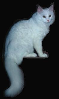 Dino_von_mosby.jpg (5537 Byte)