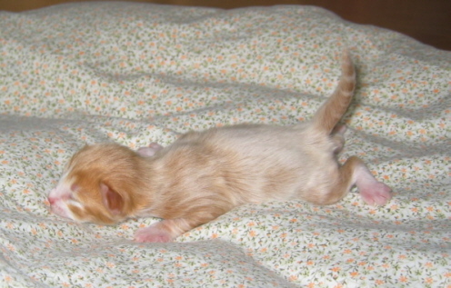 Domino2T.jpg (92548 Byte)