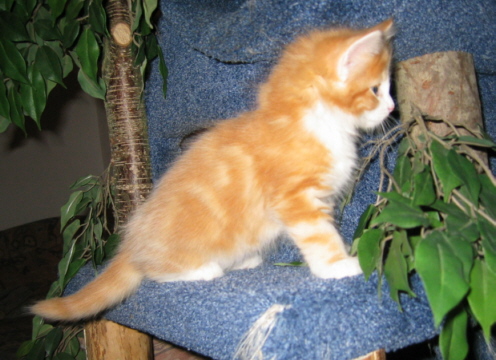 Domino8W.jpg (99349 Byte)