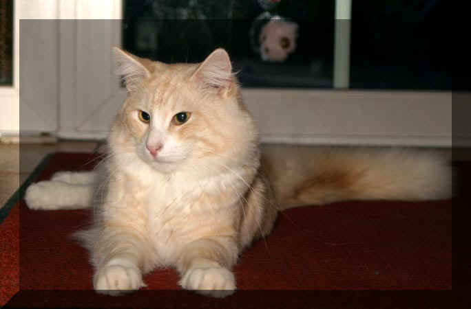 Earl_Greys_Olli_04_01_25_69.jpg (27357 Byte)