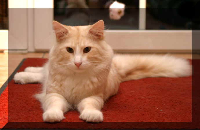 Earl_Greys_Olli_04_01_25_73.jpg (34472 Byte)