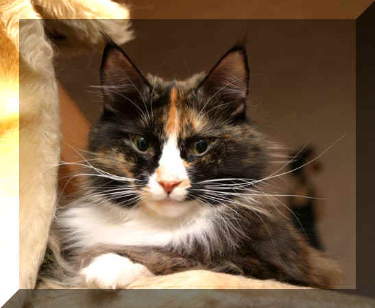 Filofax_Spirit_04_01_25_59.jpg (36195 Byte)