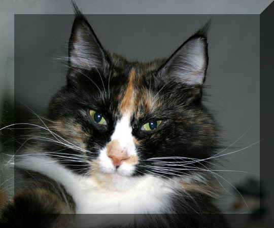 Filofax_Spirit_04_01_25_66.jpg (32918 Byte)