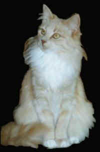 Goldina_von_Birkeland.jpg (6588 Byte)