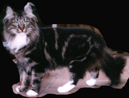 Haifa_von_Haukeligrend.jpg (15674 Byte)