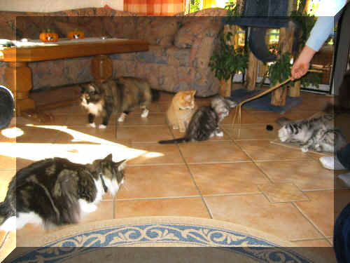 IMG_5077.JPG (2).JPG (46636 Byte)