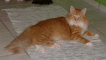 Kira_Star_vom_Nordwind.jpg (10431 Byte)