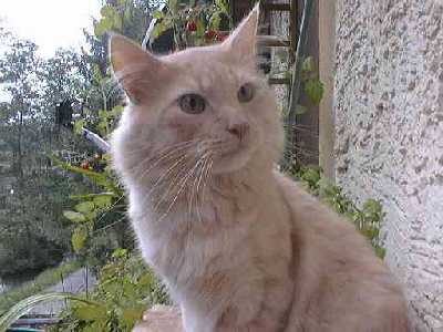 Little_Dandy_von_Haukeligrend.jpg (19660 Byte)