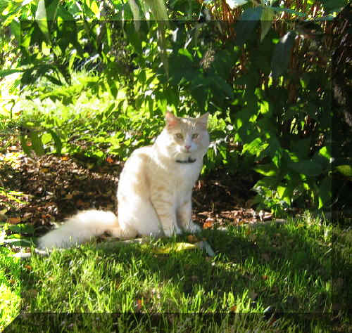 Olli-hp-2.jpg (89657 Byte)