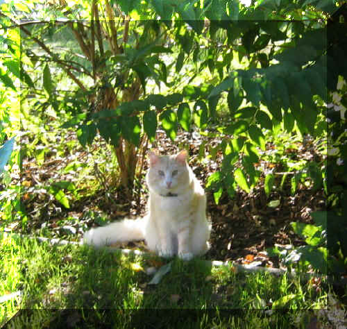 Olli-hp.jpg (90925 Byte)