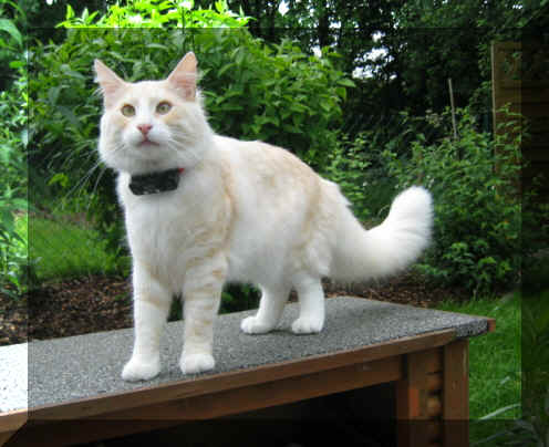 Olli18-06-04-2.jpg (117974 Byte)