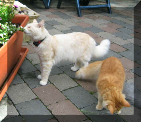 Olli18-06-04-3.jpg (92968 Byte)