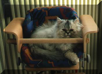 Katze1.jpg (23421 Byte)