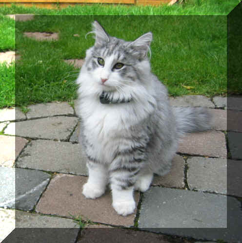 Pino18-06-04-1.jpg (129705 Byte)