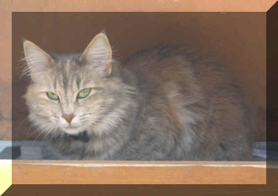 Sandy18-06-04-1.jpg (68697 Byte)