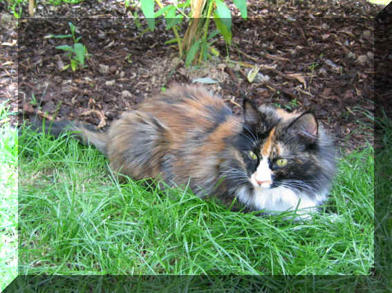 Spirit20-07-03-5.jpg (213347 Byte)