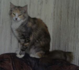 prisilla1.jpg (23562 Byte)